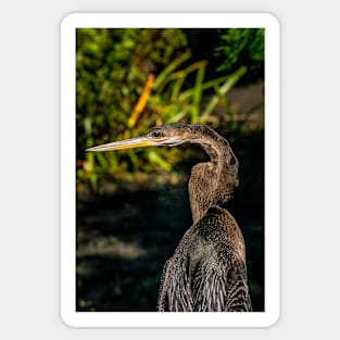 Anhinga Sticker